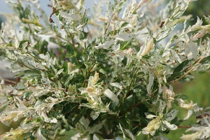  Wilg Op Stam (Salix Integra 'Hakuro-nishiki')