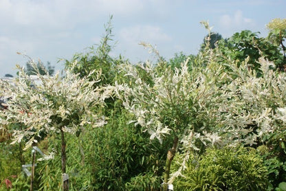  Wilg Op Stam (Salix Integra 'Hakuro-nishiki')