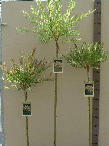  Wilg Op Stam (Salix Integra 'Hakuro-nishiki')