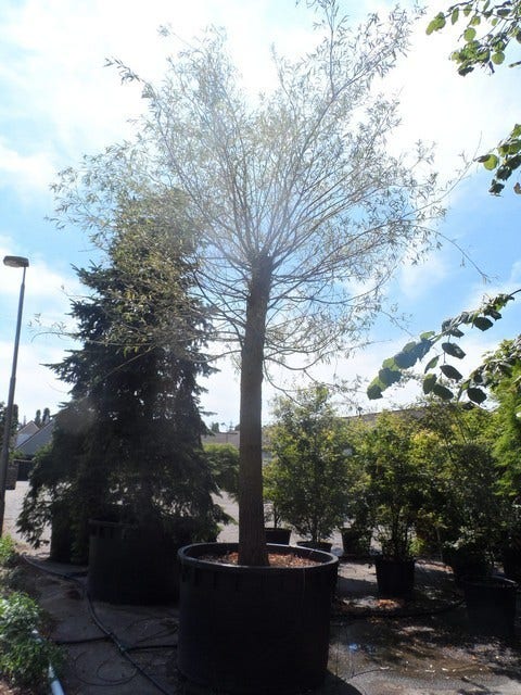  Treurwilg (Salix Sepulcralis 'Chrysocoma')