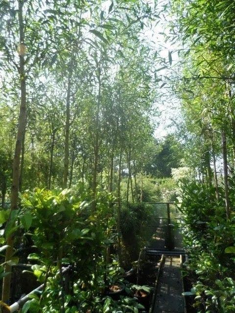  Knotwilg (Salix Alba 'Chermesina')