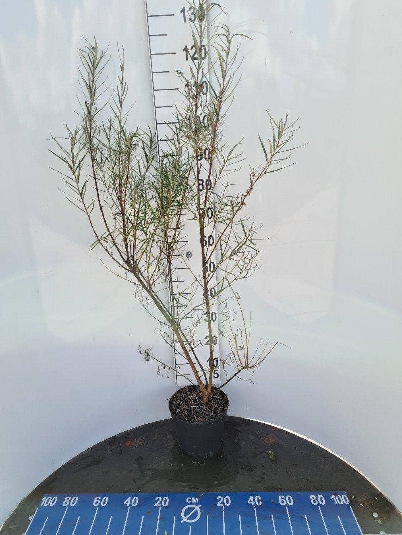  Rozemarijnwilg, Bosplantsoen (Salix Elaeagnos 'Angustifolia')