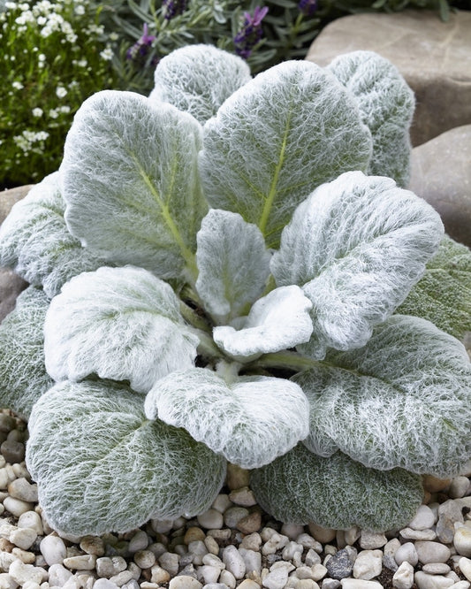  Zilversalie (Salvia Argentea)