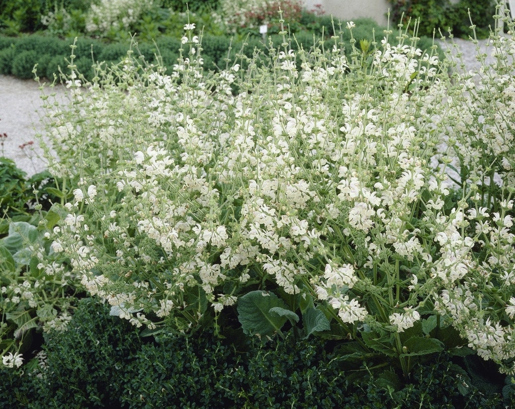  Zilversalie (Salvia Argentea)
