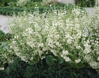  Zilversalie (Salvia Argentea)