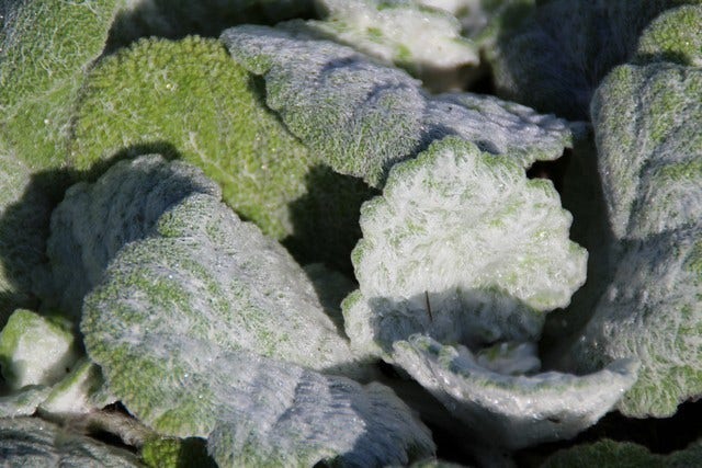  Zilversalie (Salvia Argentea)