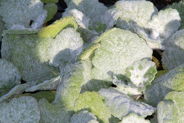  Zilversalie (Salvia Argentea)