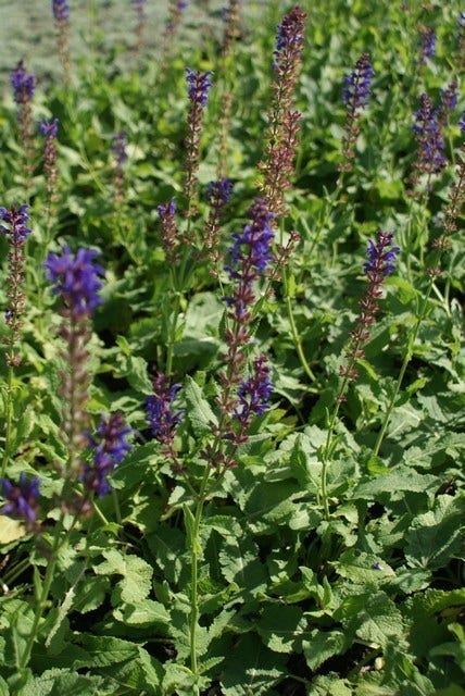  Salie (Salvia Nemorosa 'Mainacht')