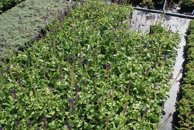  Salie (Salvia Nemorosa 'Mainacht')