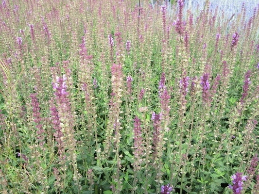 Salie (Salvia Nemorosa 'Amethyst')