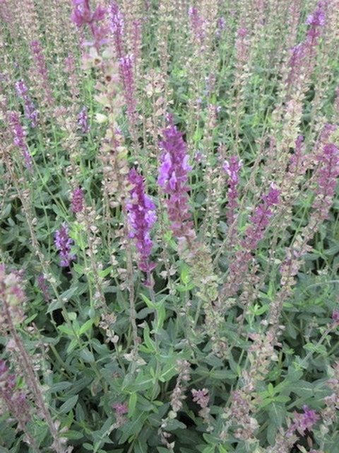  Salie (Salvia Nemorosa 'Amethyst')