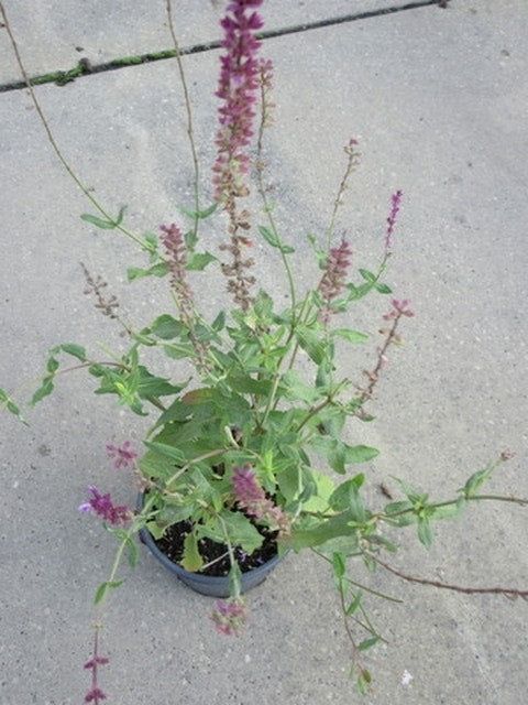  Salie (Salvia Nemorosa 'Amethyst')