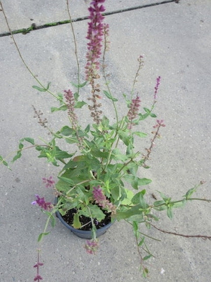  Salie (Salvia Nemorosa 'Amethyst')