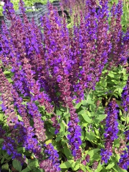  Salie (Salvia Nemorosa 'Blaukonigin')