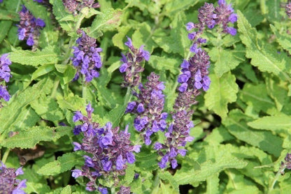  Salie (Salvia Nemorosa 'Heumanarc')