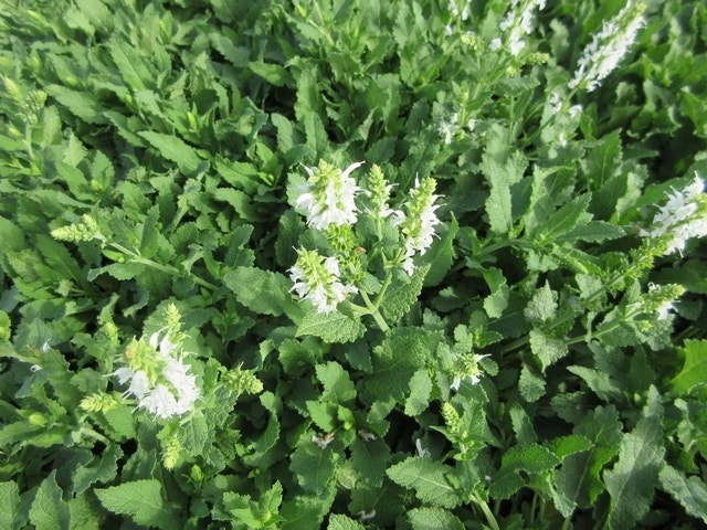  Salie (Salvia Nemorosa 'Schneehugel')