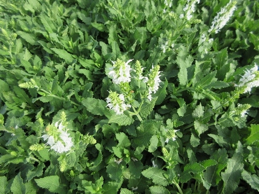  Salie (Salvia Nemorosa 'Schneehugel')