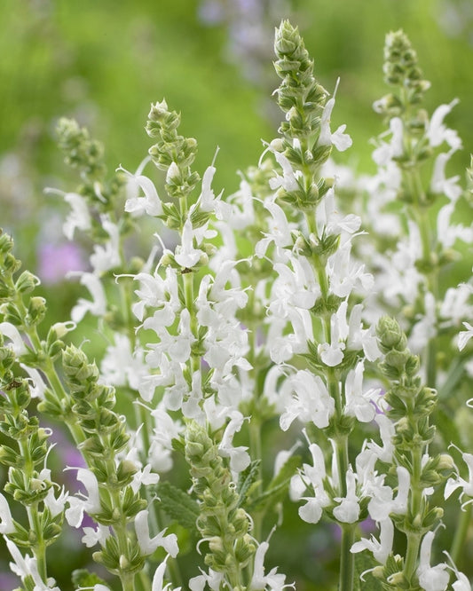  Salie (Salvia Nemorosa 'Schneehugel')