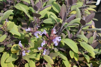  Salie (Salvia Officinalis 'Purpurascens')