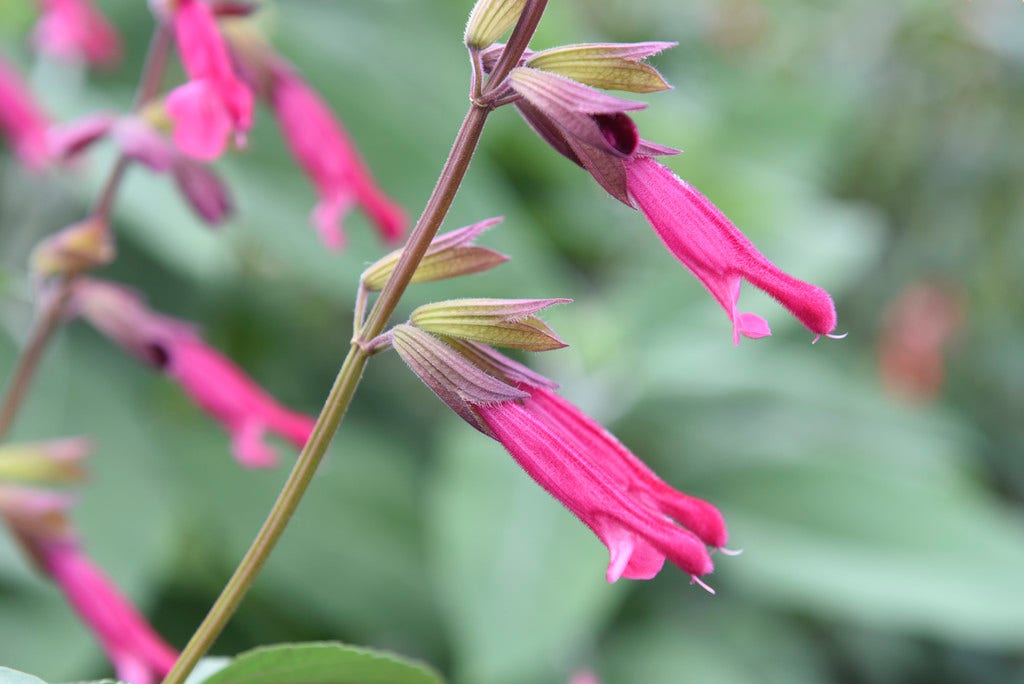  Salie (Salvia 'Wendy's Wish')