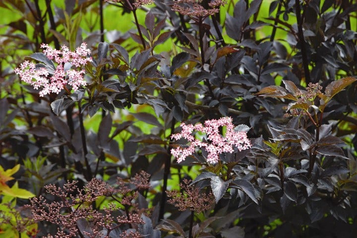  Zwarte Vlier (Sambucus Nigra 'Black Beauty')