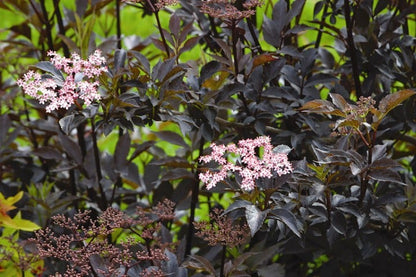  Zwarte Vlier (Sambucus Nigra 'Black Beauty')