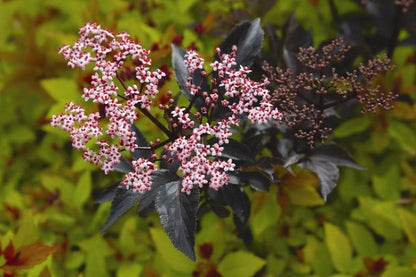  Zwarte Vlier (Sambucus Nigra 'Black Beauty')