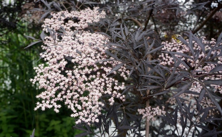  Zwarte Vlier (Sambucus Nigra 'Black Lace')