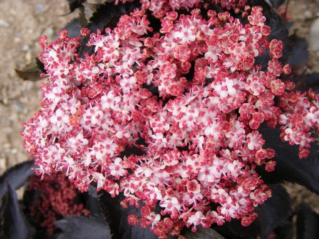  Zwarte Vlier (Sambucus Nigra 'Black Tower')