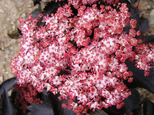  Zwarte Vlier (Sambucus Nigra 'Black Tower')
