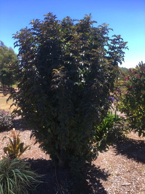 Zwarte Vlier (Sambucus Nigra 'Black Tower')