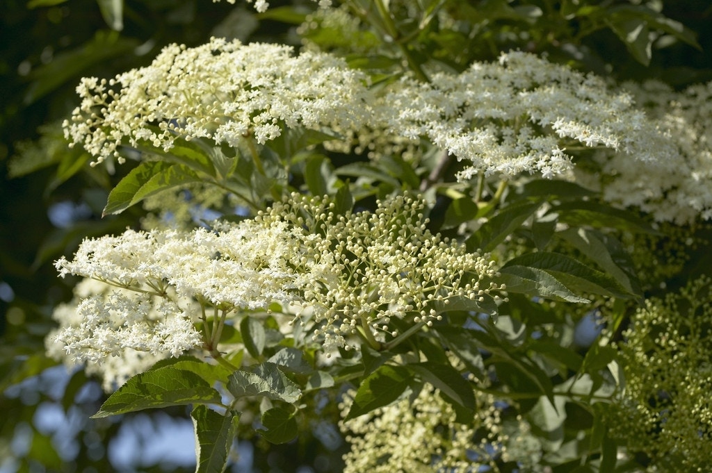  Vlier (Sambucus Nigra)