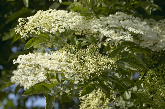  Vlier (Sambucus Nigra)