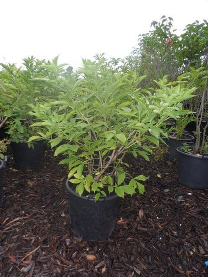  Vlier (Sambucus Nigra)