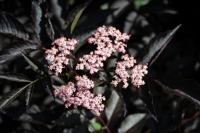  Zwarte Vlier (Sambucus Nigra 'Black Beauty')