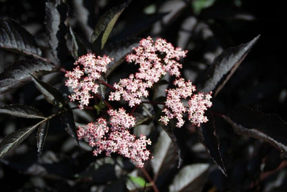  Zwarte Vlier (Sambucus Nigra 'Black Beauty')