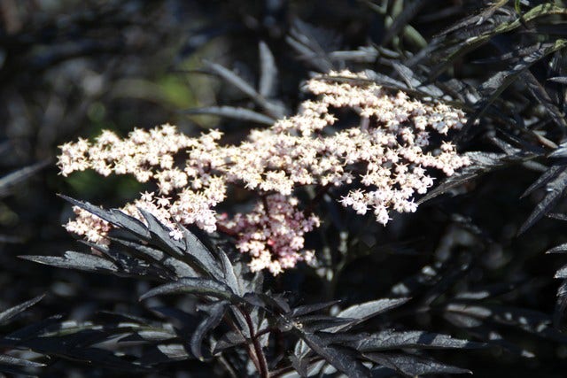  Zwarte Vlier (Sambucus Nigra 'Black Beauty')