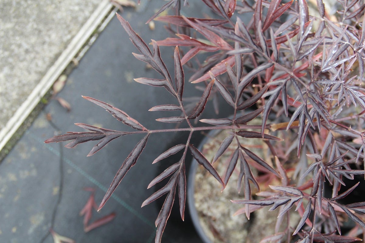  Zwarte Vlier (Sambucus Nigra 'Black Lace')