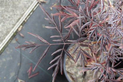  Zwarte Vlier (Sambucus Nigra 'Black Lace')