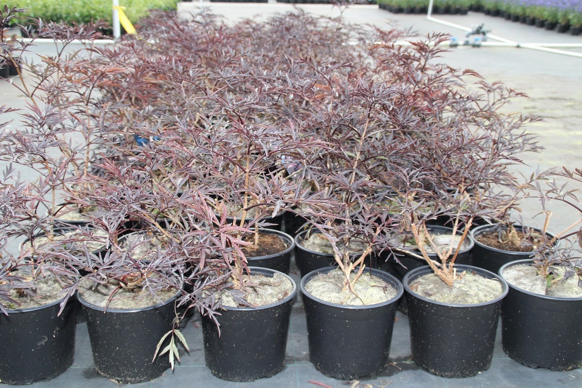  Zwarte Vlier (Sambucus Nigra 'Black Lace')