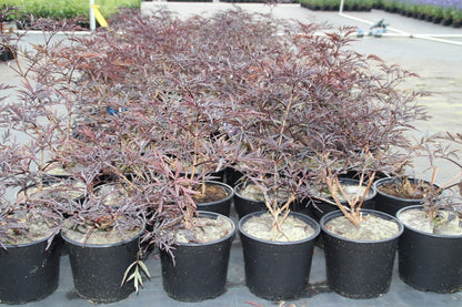  Zwarte Vlier (Sambucus Nigra 'Black Lace')