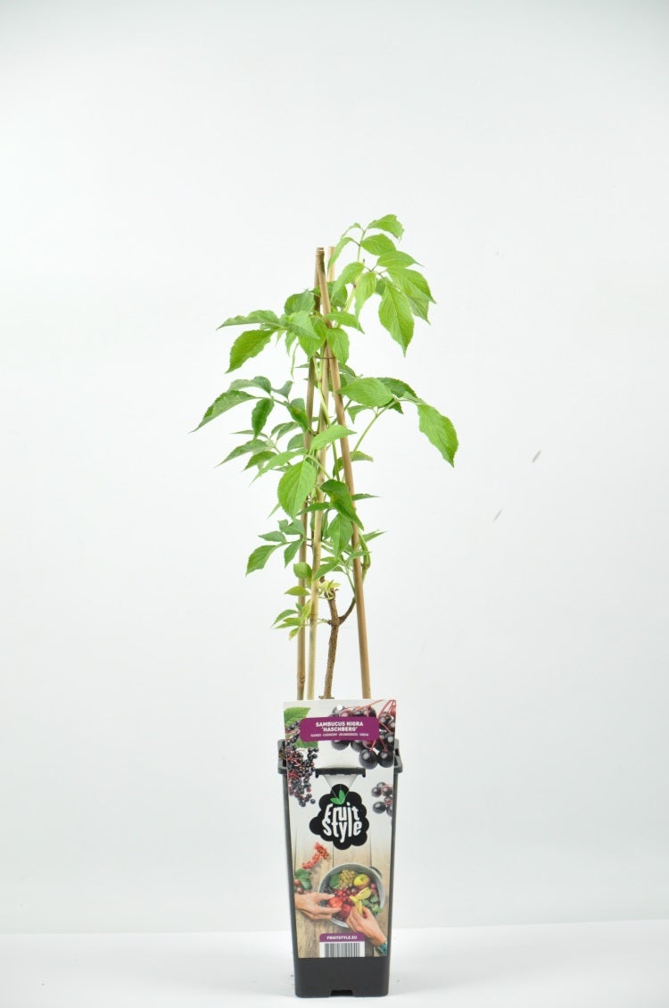  Zwarte Vlierbes (Sambucus Nigra ‘Haschberg’)