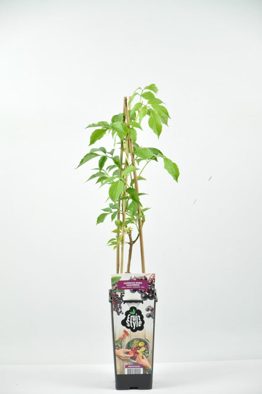  Zwarte Vlierbes (Sambucus Nigra ‘Haschberg’)