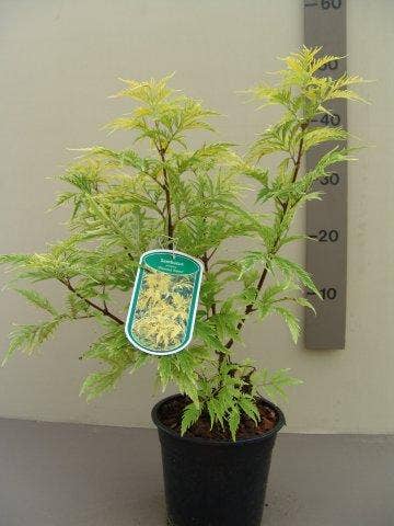  Vlier (Sambucus Racemosa 'Plumosa Aurea')