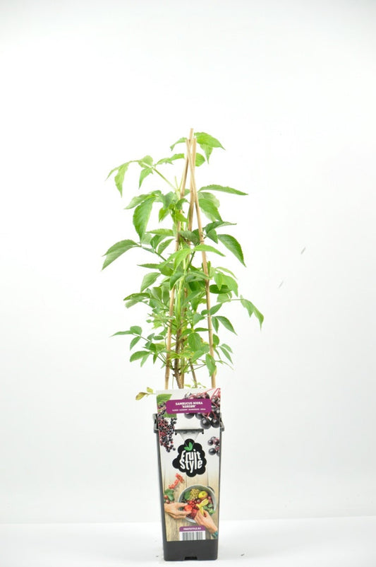  Zwarte Vlierbes (Sambucus Nigra ‘Korsør’)