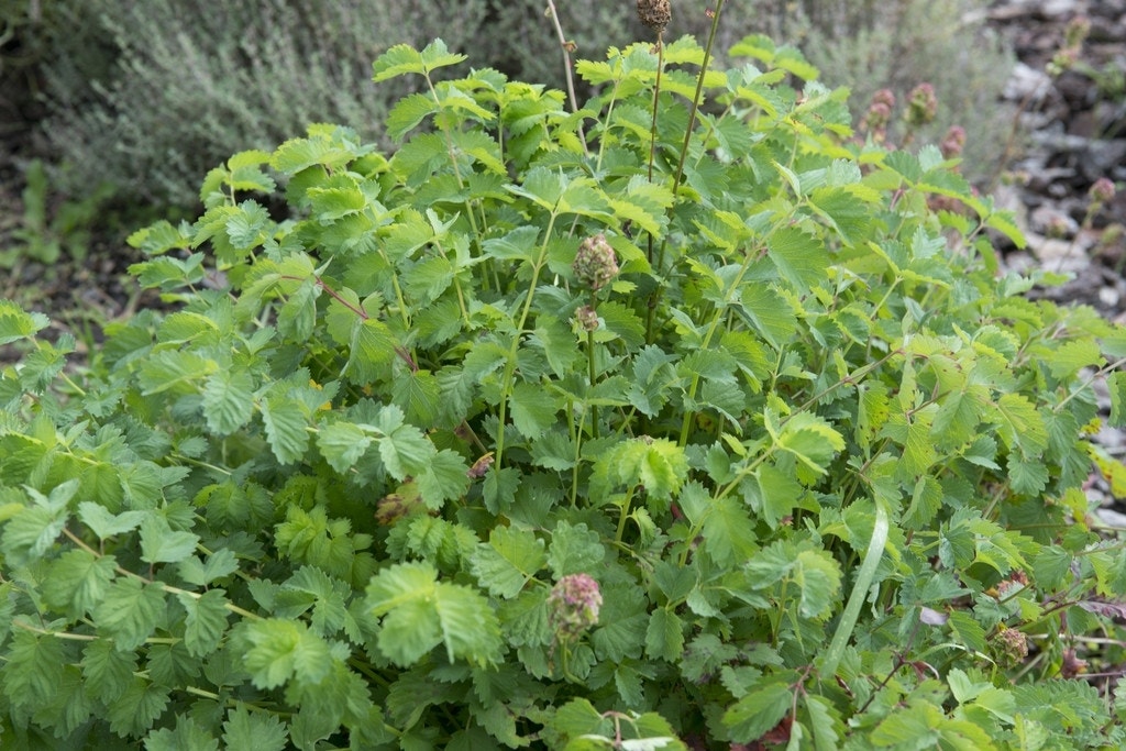  Kleine Pimpernel (Sanguisorba Minor)