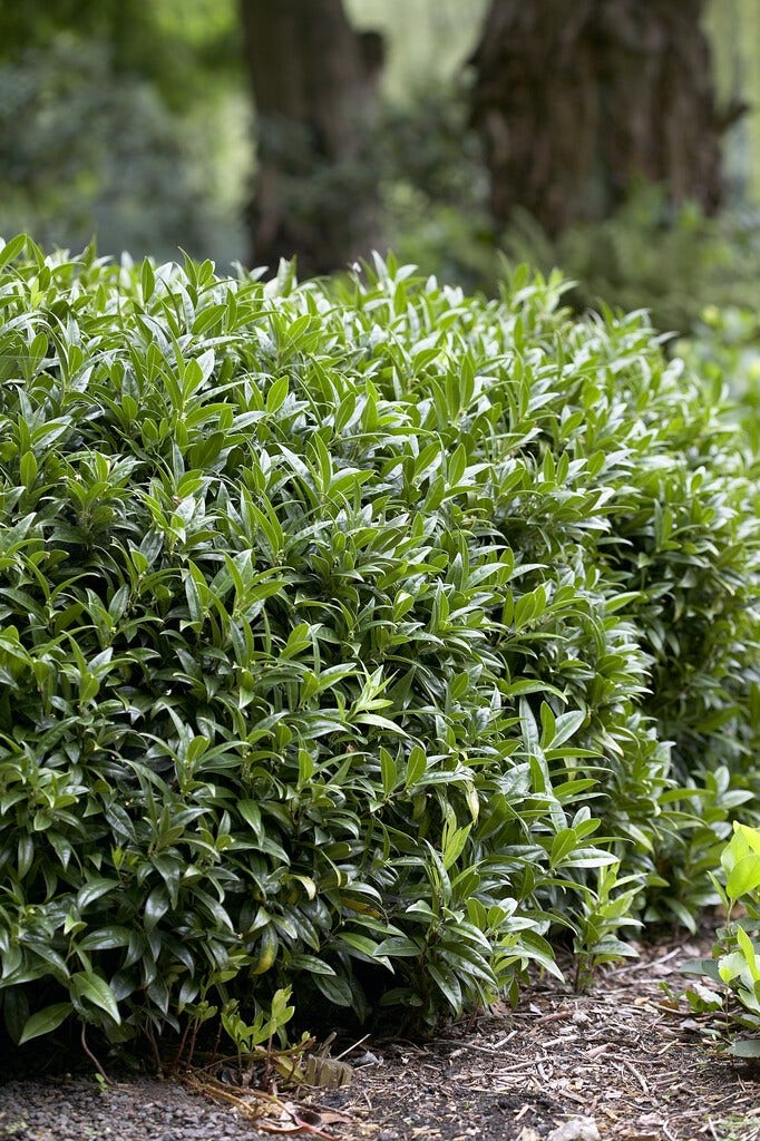  Vleesbes (Sarcococca Ruscifolia)