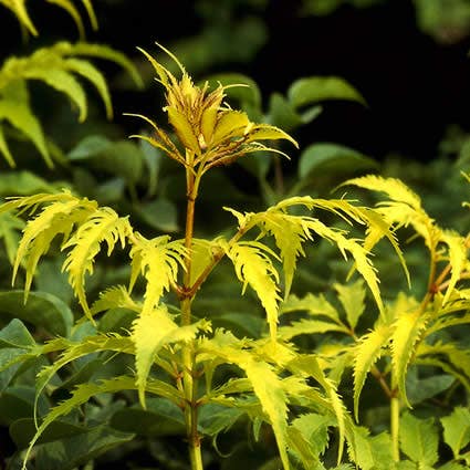  Vlier (Sambucus Racemosa 'Plumosa Aurea')