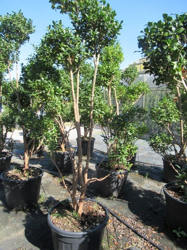  Camelia Als Bonsai (Camellia Sasanqua)