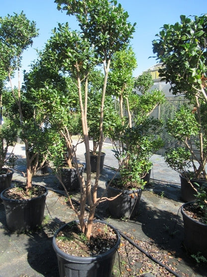 Camelia Als Bonsai (Camellia Sasanqua)